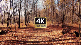 唯美冬日落叶林美景