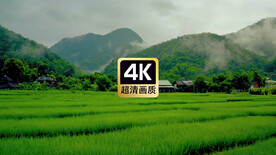 航拍远山乡村稻田