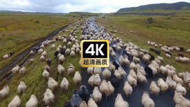 航拍道路上奔跑的羊群