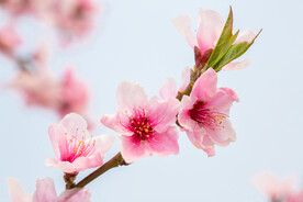 春暖花开春季桃花蓝天