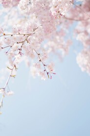 樱花天空摄影