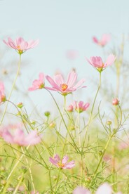 菊花草地摄影