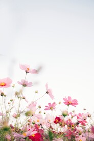 花丛摄影