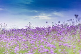 紫色花海