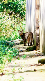 花猫猫咪小猫  
