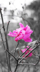 月季花朵花卉