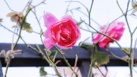 月季花朵花卉