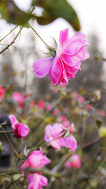 月季花朵花卉 