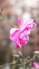 月季花朵花卉 