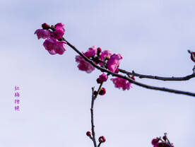 梅花