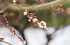 雪中白梅