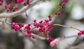 梅花