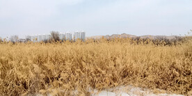 天鹅滩