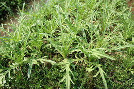 苦麦菜