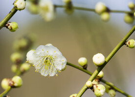 梅花