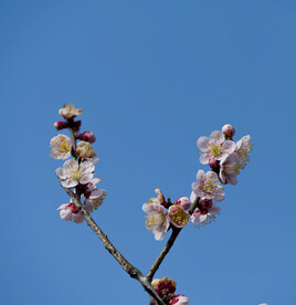 粉色梅花高清大图 