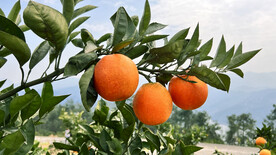 橙子树
