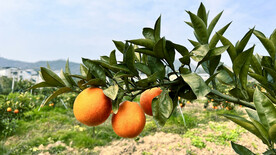 枝头上的血橙 三个血橙