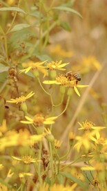 昆虫蜜蜂