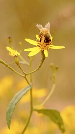 昆虫蜜蜂 