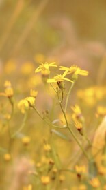 小雏菊菊花 