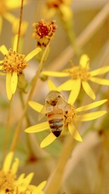 昆虫蜜蜂 