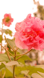 鲜花芙蓉花