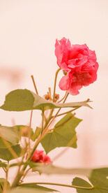 鲜花芙蓉花 