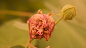 鲜花芙蓉花 