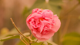 鲜花芙蓉花 