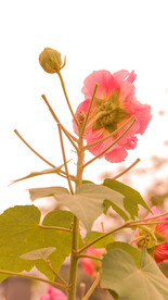 鲜花芙蓉花