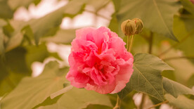 鲜花芙蓉花