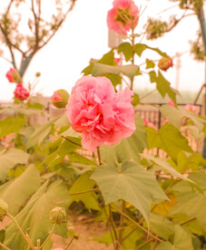 鲜花芙蓉花 