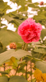 鲜花芙蓉花 