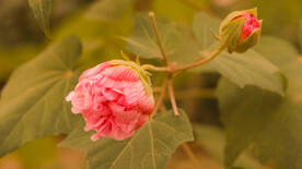 鲜花芙蓉花