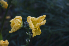 丝瓜花