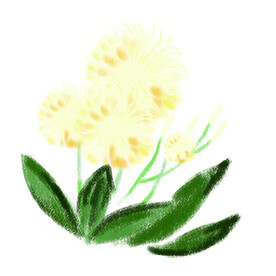 手绘蒲公英