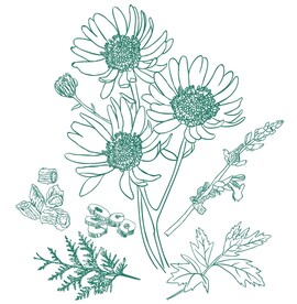 花纹