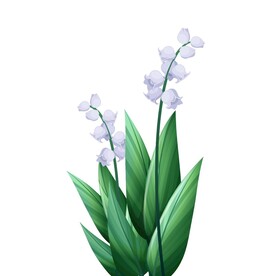 铃兰