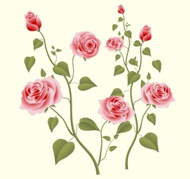 玫瑰花