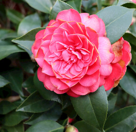 山茶花