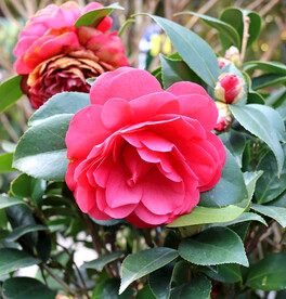 红色山茶花