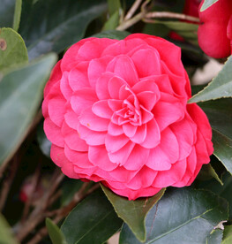 红茶花