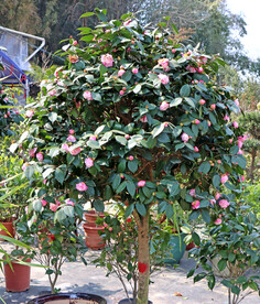 茶花树