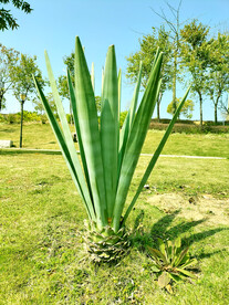 鹿江公园植物