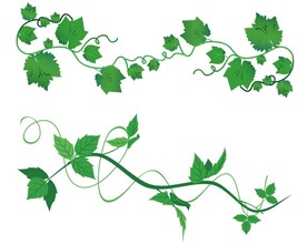 矢量藤条绿色藤蔓藤本植物图