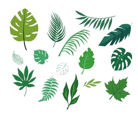 植物树叶