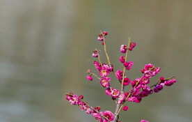 红梅花 