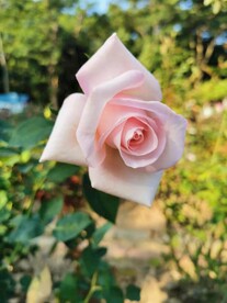玫瑰花