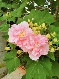花朵
